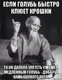 если голубь быстро клюет крошки то он далеко улететь сможет. медленный голубь - добыча камышового кота.