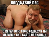 когда твой пес сожрал всю твою одежду и ты делаешь вид будто не видишь