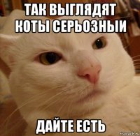 так выглядят коты серьозныи дайте есть