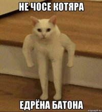 не чосе котяра едрёна батона