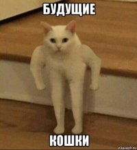 будущие кошки