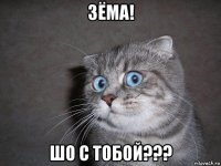 зёма! шо с тобой???