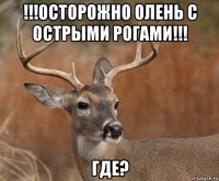 !!!осторожно олень с острыми рогами!!! где?