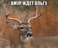 амур ждет ольгу 