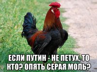  если путин - не петух, то кто? опять серая моль?