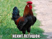  некит петушок