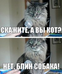 Скажите, а вы кот? Нет, блин собака!