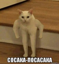  сосака-посасака