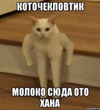 коточекловтик молоко сюда ото хана