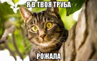 я в твоя труба рожала