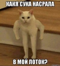 какя сука насрала в мой лоток?