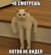 чо смотрешь котов не видел