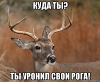 куда ты? ты уронил свои рога!