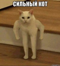 сильный кот 