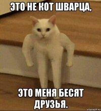 это не кот шварца, это меня бесят друзья.