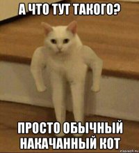 а что тут такого? просто обычный накачанный кот