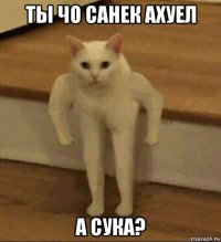 ты чо санек ахуел а сука?