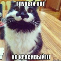 глупый кот но красивый)))