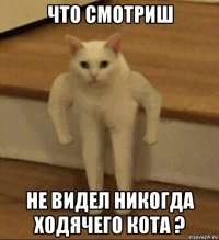 что смотриш не видел никогда ходячего кота ?