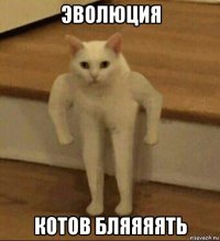 эволюция котов бляяяять