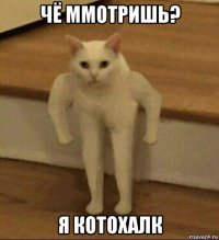 чё ммотришь? я котохалк