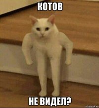 котов не видел?