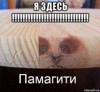 я здесь !!!!!!!!!!!!!!!!!!!!!!!!!!!!! 