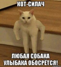 кот-силач любая собака улыбака обосрётся!