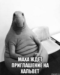  маха ждёт приглашение на хальвет