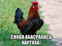  снова абасралась картоха!