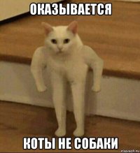 оказывается коты не собаки