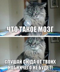 что такое мозг слушай сюда от твоих ног ничего не БУДЕТ!