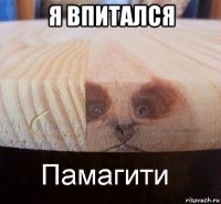 я впитался 