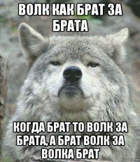 волк как брат за брата когда брат то волк за брата, а брат волк за волка брат