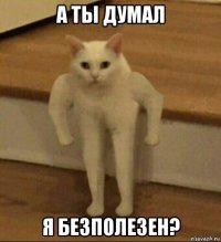 а ты думал я безполезен?