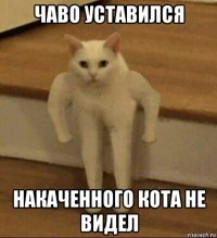 чаво уставился накаченного кота не видел