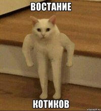 востание котиков