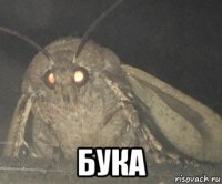  бука