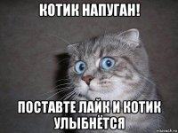 котик напуган! поставте лайк и котик улыбнётся