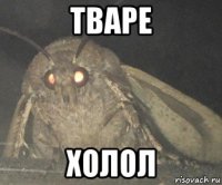 тваре холол