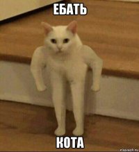 ебать кота