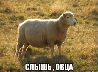  слышь , овца