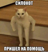 силокот пришел на помощь