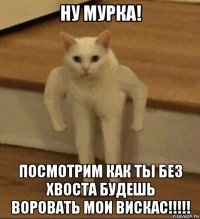 ну мурка! посмотрим как ты без хвоста будешь воровать мои вискас!!!!!