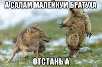 а салам малейкум братуха отстань а