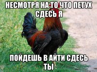 несмотря на то что петух сдесь я пойдешь в айти сдесь ты