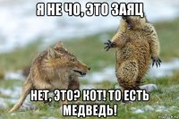 я не чо, это заяц нет, это? кот! то есть медведь!