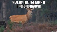 чел, ну где ты там? я проголодался! 