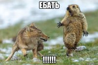 ебать !!!!!!