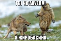 ты чо ахуел!!! я жиробасина